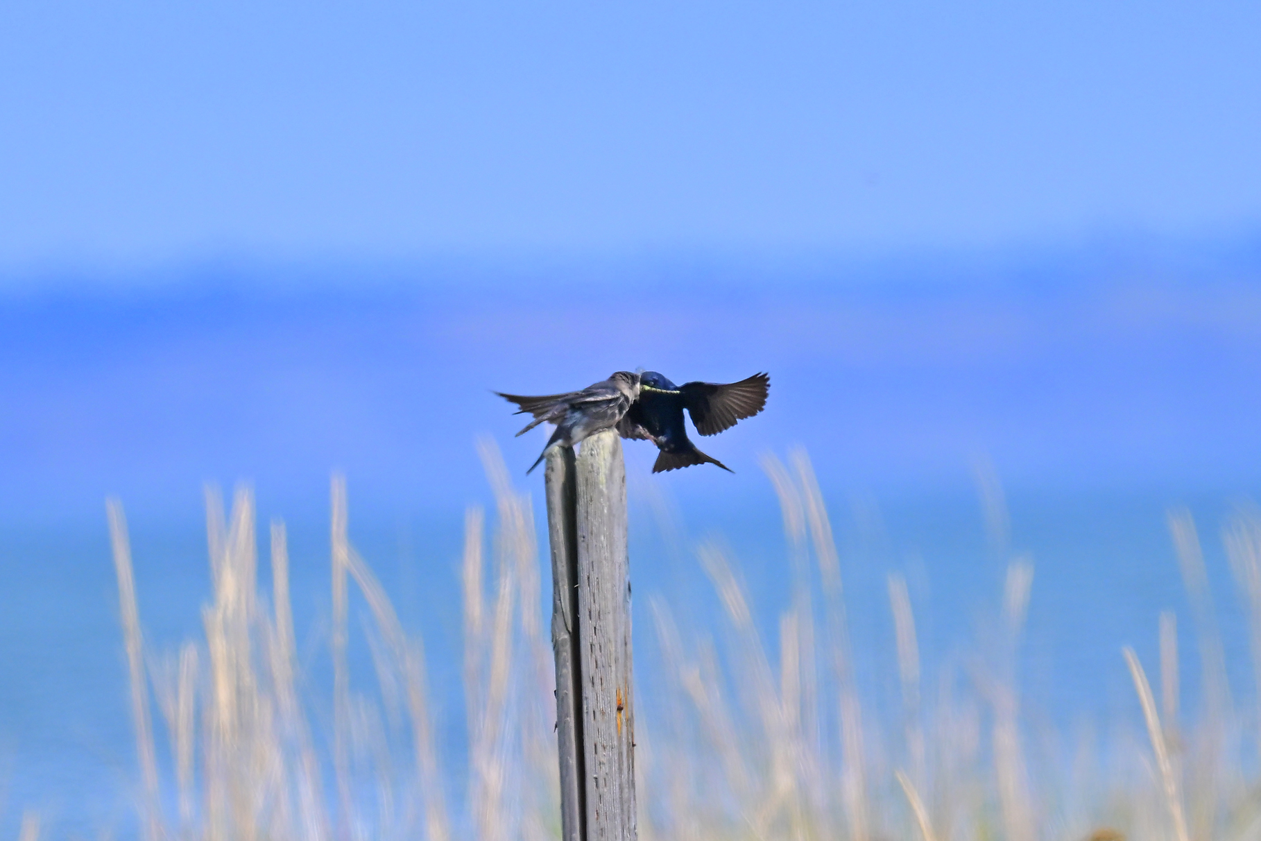 Purple Martin